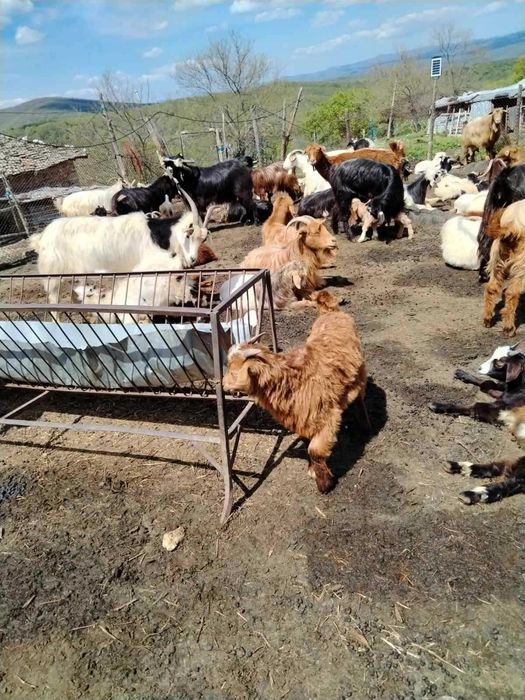 Продавам кози и ярета