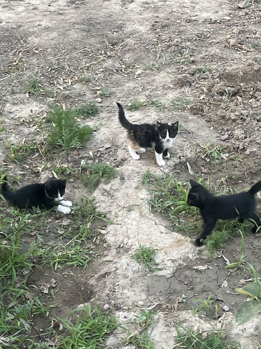 Котят даром чистый