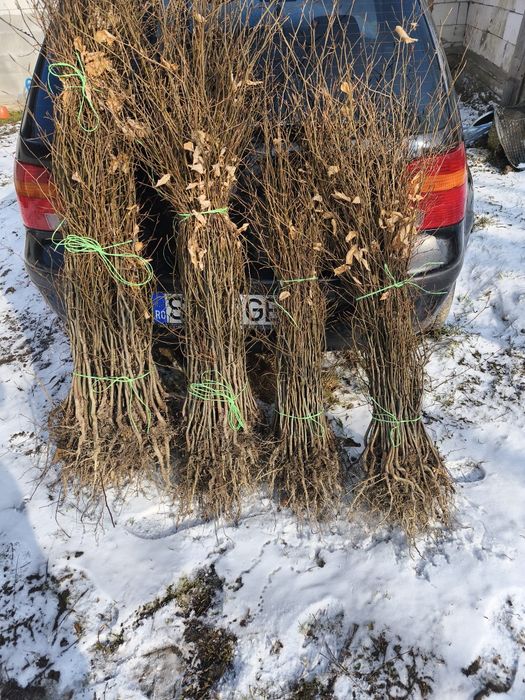 puieți fag la preț bun salcâm carpân