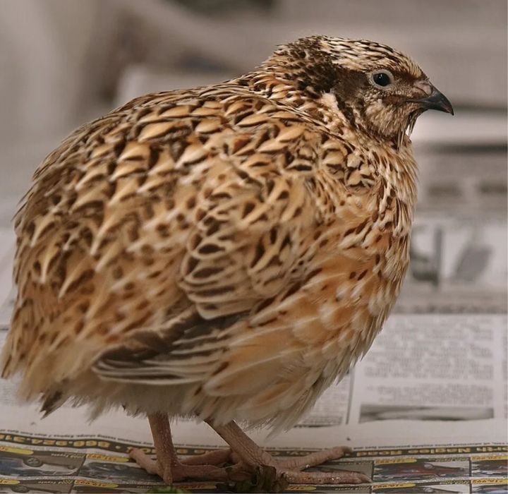 Перепелки перепела бөдене