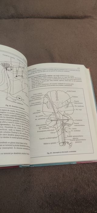 ANATOMIA SI FIZIOLOGIA OMULUI COMPENDIU (editura Corint)