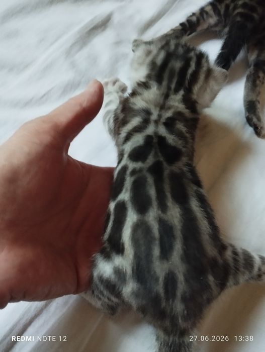 Серебро Девочка. 1 месяц