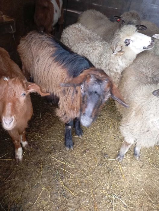 Vând țap alpin francez