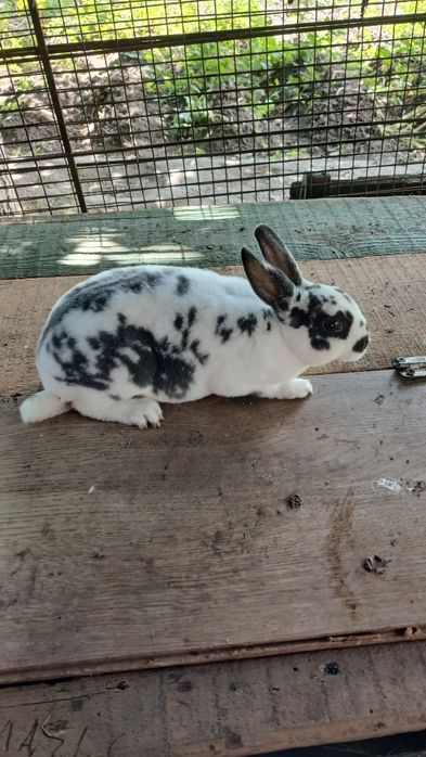 Vând iepurași rex pitic dalmațian