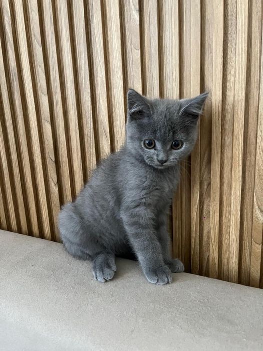 Кошки мальчик 2 месяцев