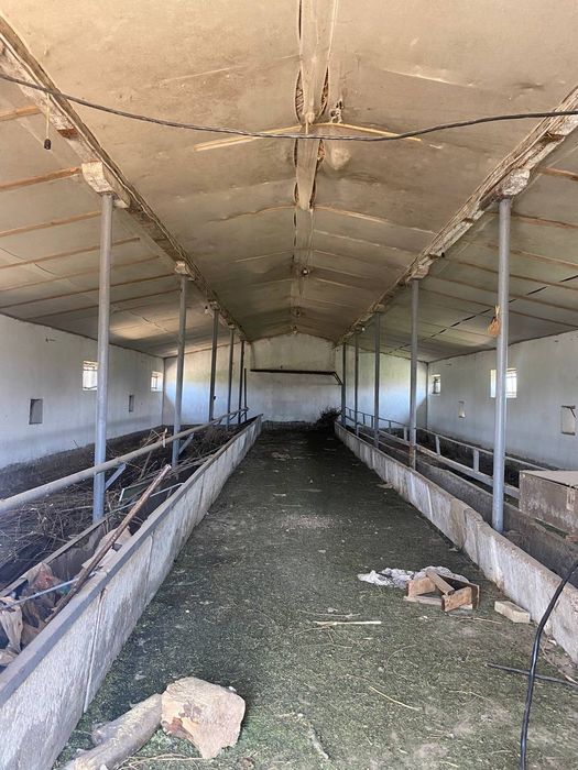 Sirdaryo shahar Uzbekiston kalhozida (Boston) 4 gektar ferma