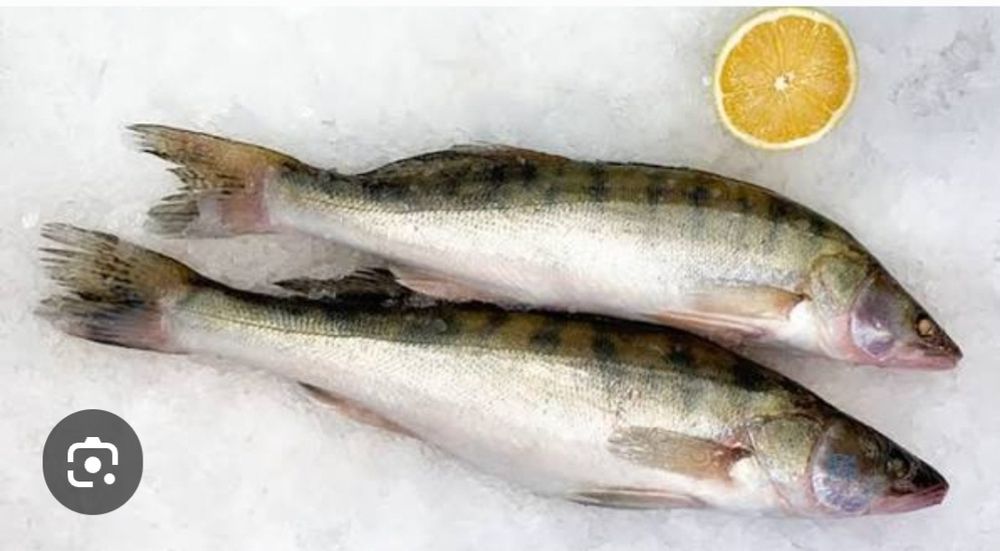 Судак свеже замороженные