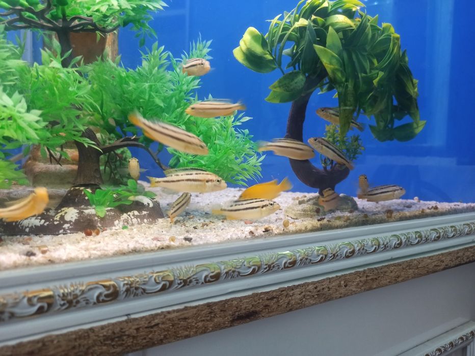 Auratus akvarium baliqlari