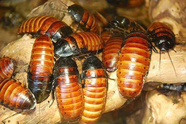 Мадагаскарский таракан