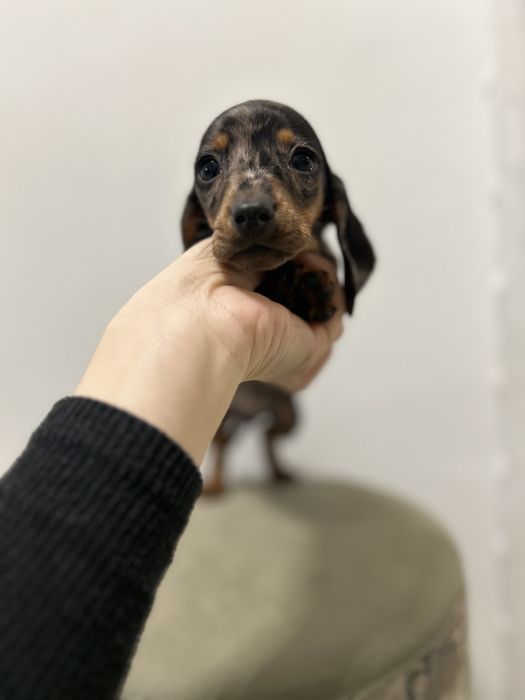 Teckel miniatura din parinti cu Pedigree FcI