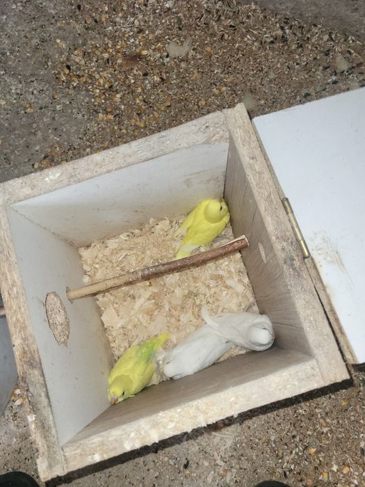 Papagali peruși diferite culori