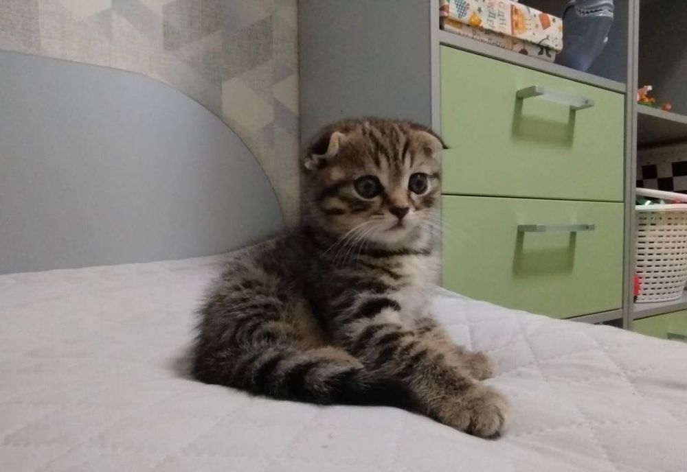 Продам шотландских котят