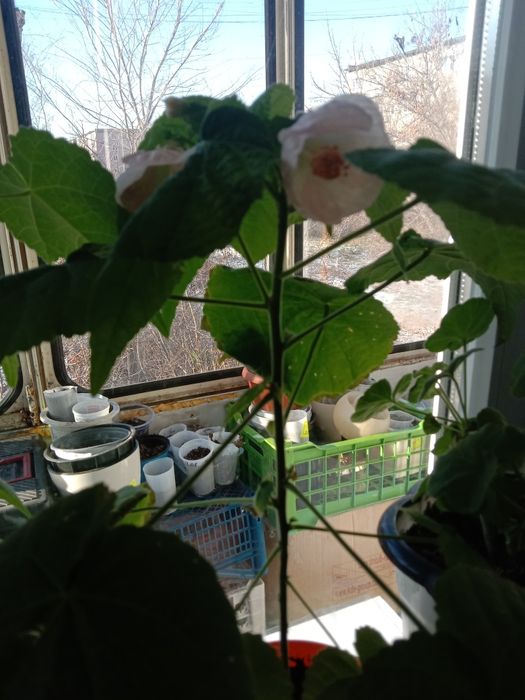 Изумительный цветок