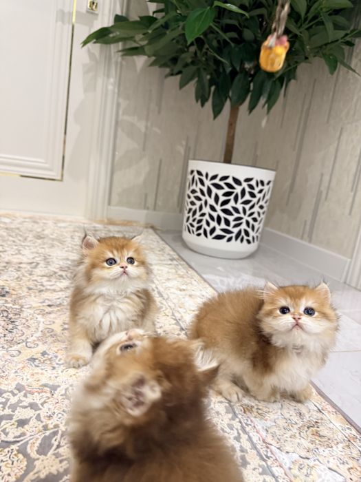 На продаже золотая шиншилла девочка