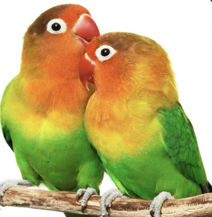 Продам попугая неразлучника