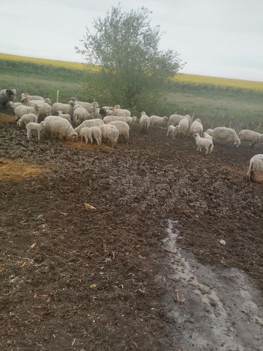 Vând 40 de oi cu miei si fara miei