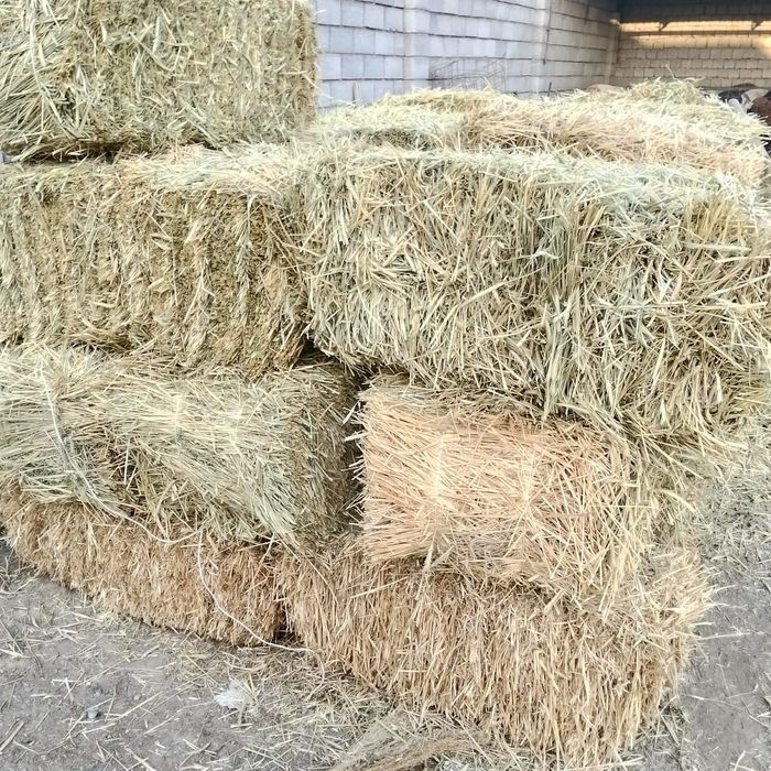 Жоңышка  прес бар,Шөп