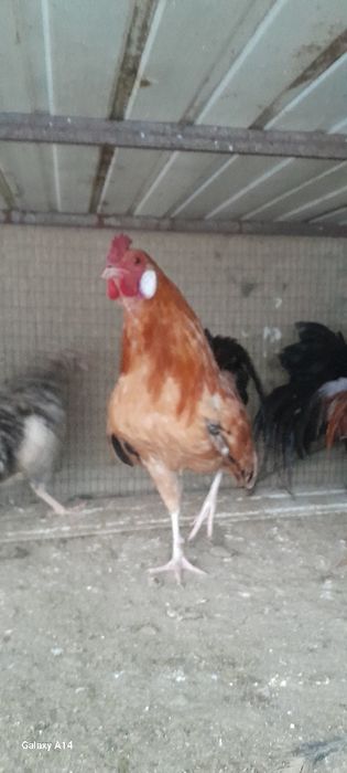 Кизил хукизлар сотилади