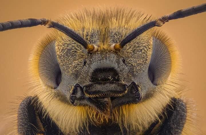 Продавам многоцветен пчелен прашец