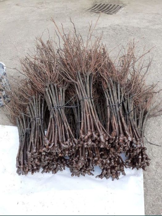 Butași viță de vie altoită sau hibrida