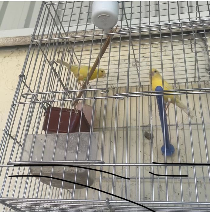 Канарейка самки дисквый