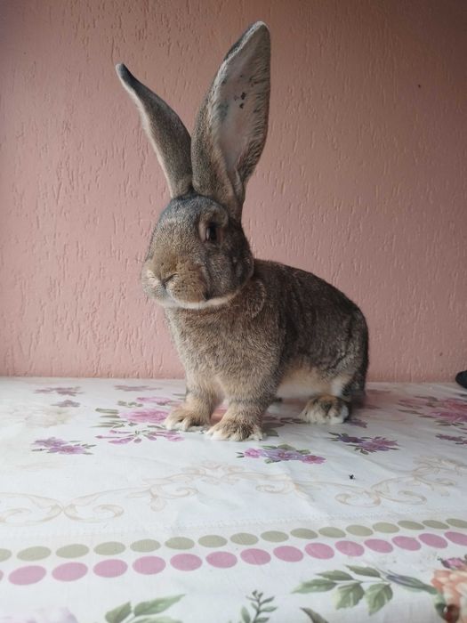 Mascul uriaș german gri