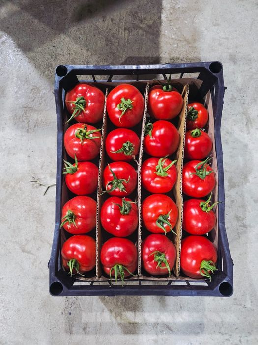 Помидоры продаём Туркмения оптом