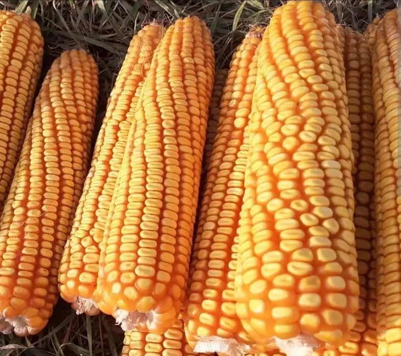 Vând grau și porumb 2025