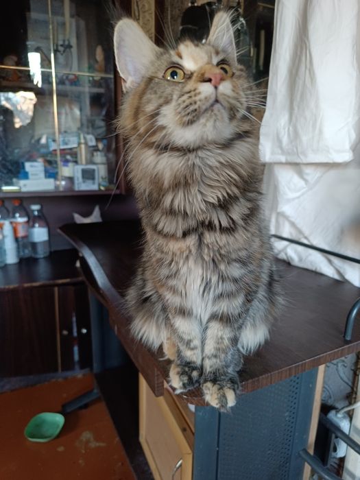 Кошечка Мейн Кун классика