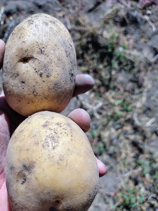 Картофель дачный