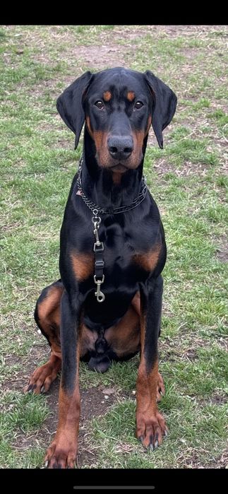 6 oylik doberman