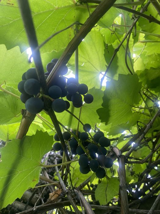 Продам дачу сад южный