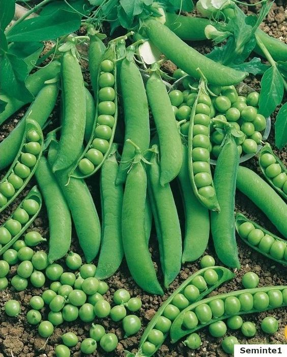 Seminte  mazăre de gradina (de consum) Kelvedon timpurie