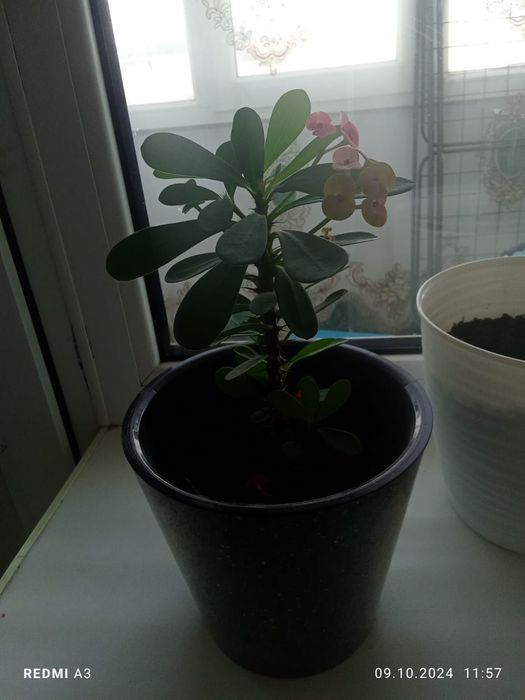 Комнатные растения