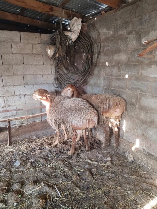 Кошкар сатыладыы