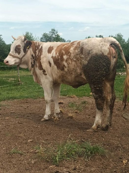 Vaca  de vanzare