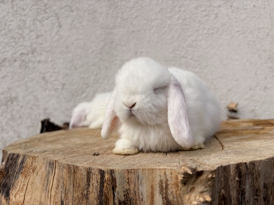 Iepuri pitici de companie Mini Lop/ Berbec pitic