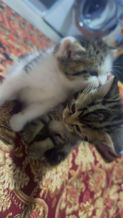 Mushuk bolalari 2ta zotli