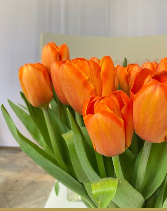 Тюльпаны крупные 750 тг .доставка