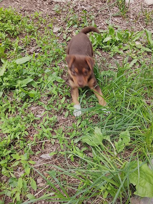 Отдам в добрые руки