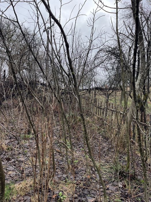 Vând puieți de nuc