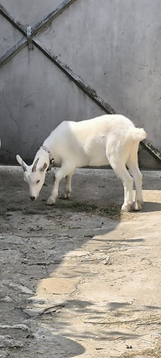 Продавам коза и яре