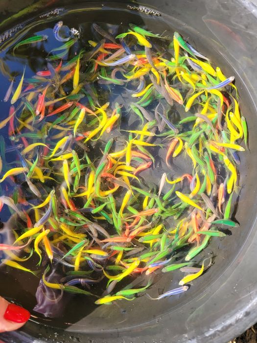 Продаю Данио Глофиш