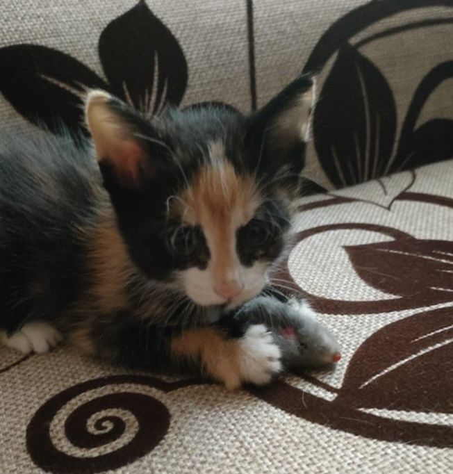 Отдам даром котят