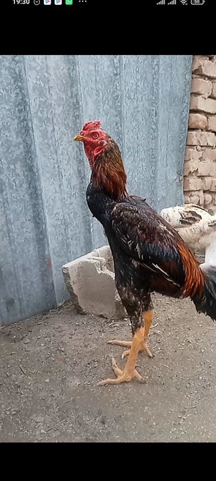 Продам дакан петушка