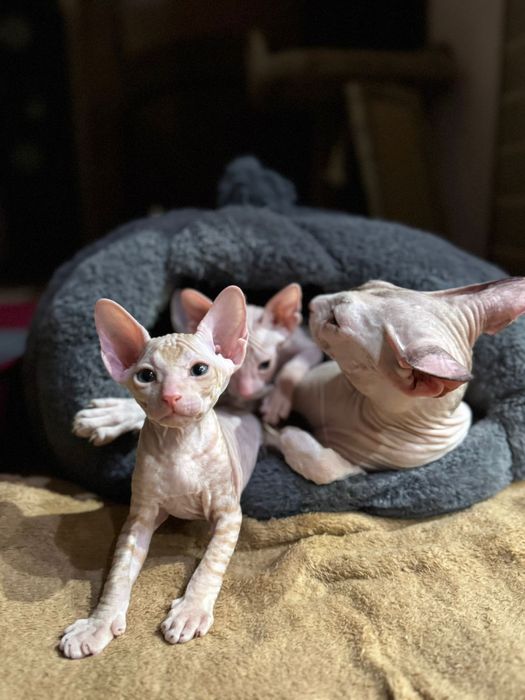 Сфинкс Питерболд