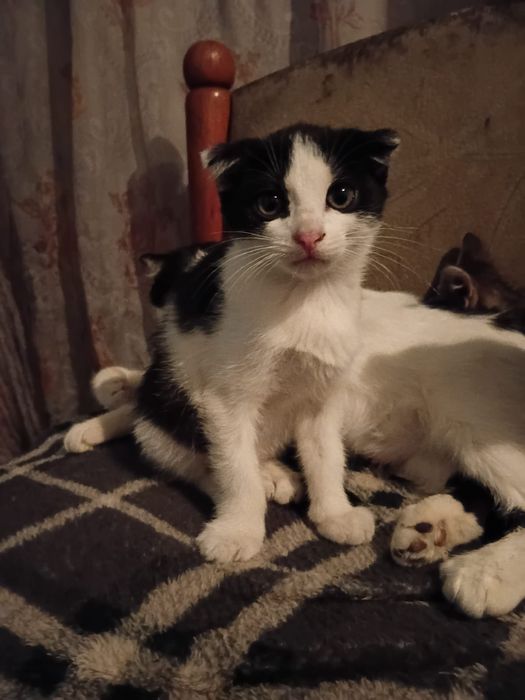 отдам котят в хорошие руки