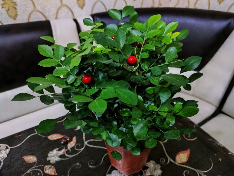 Растения .  Доставка