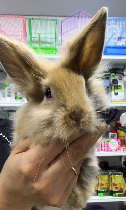 Декоративные Кролики