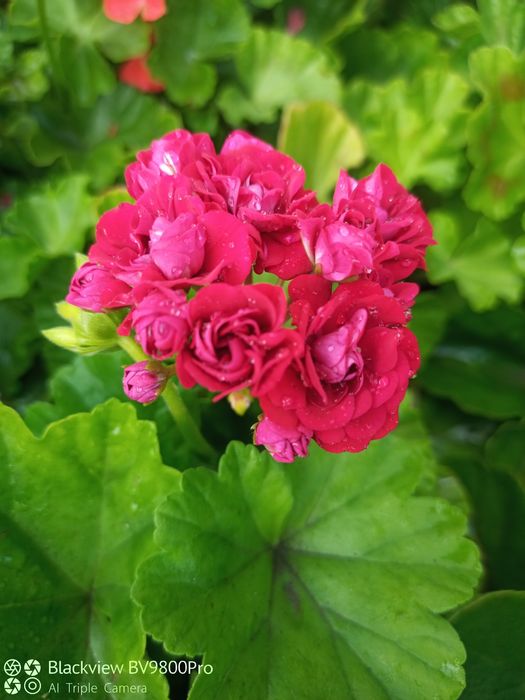 Герань, комнатные цветы